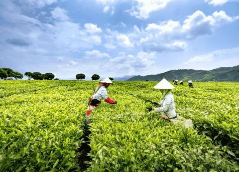 Agricultural Recruitment